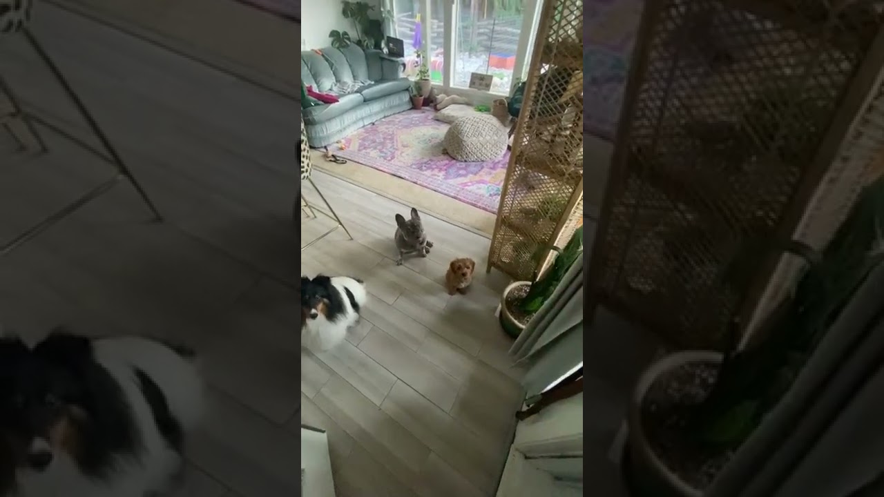 Stitch and Watson Week 2: Front Door Manners