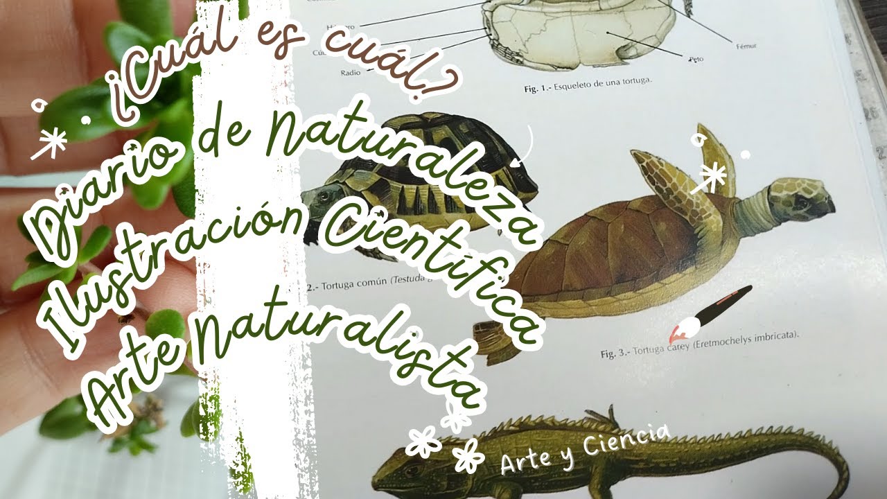 🌿🔬✨¿Cómo llegar a la Ilustración Científica con el Diario de Naturaleza?