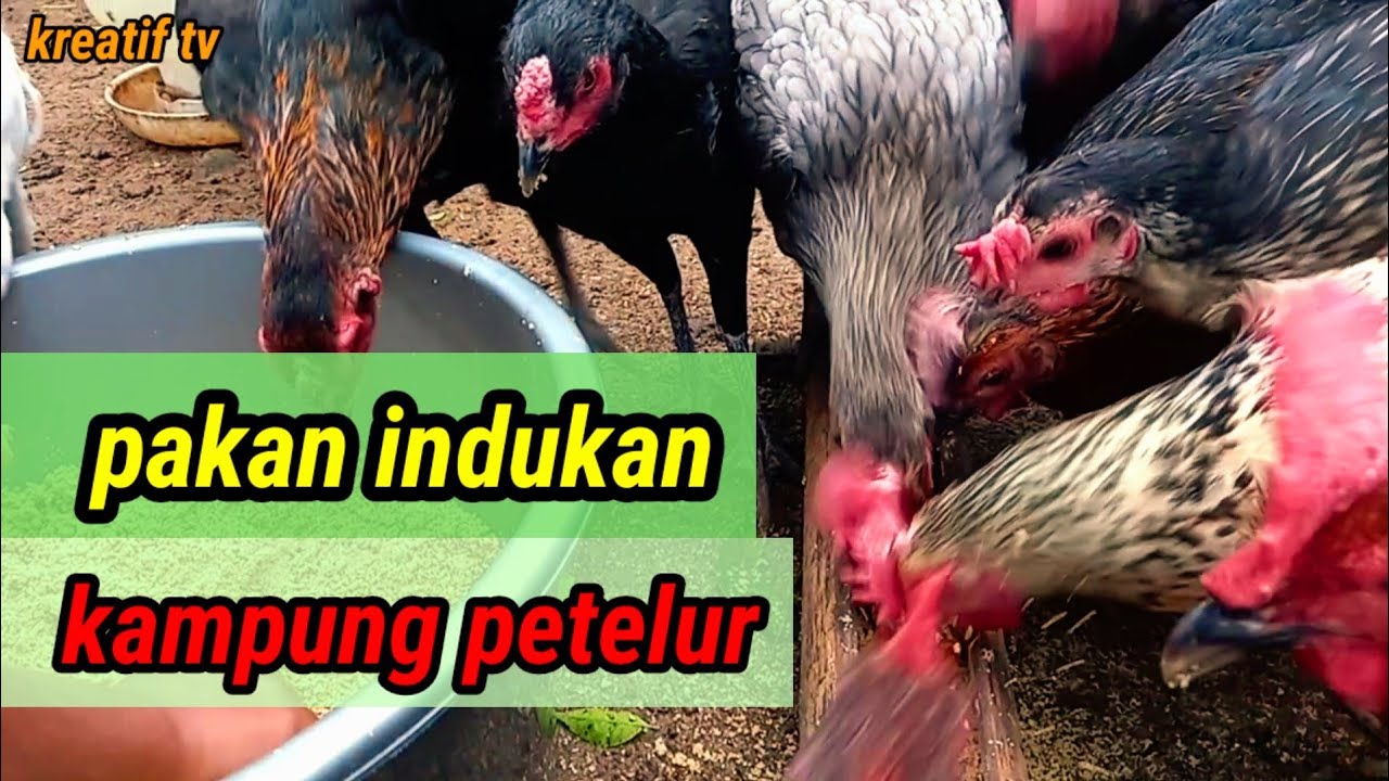CARA MEMBUAT PAKAN AYAM KAMPUNG PETELUR #001 @KreatifTV