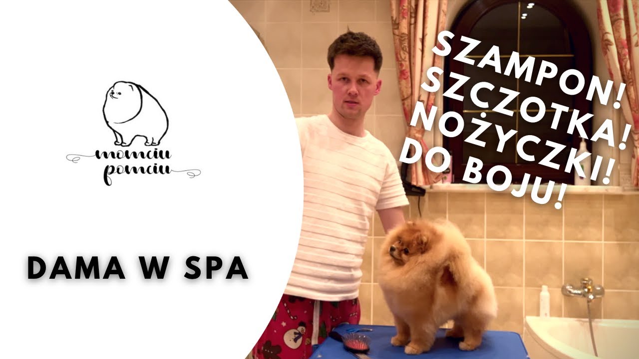 Kąpanie psa. Czyli pielęgnacja Szpica Miniaturowego Pomeranian 🐶🛁🧼