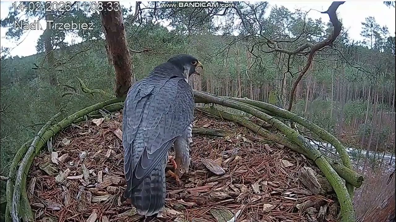 Trzebież PL - Forest made another long visit to the nest and flew away- 2026 02 14 11 08