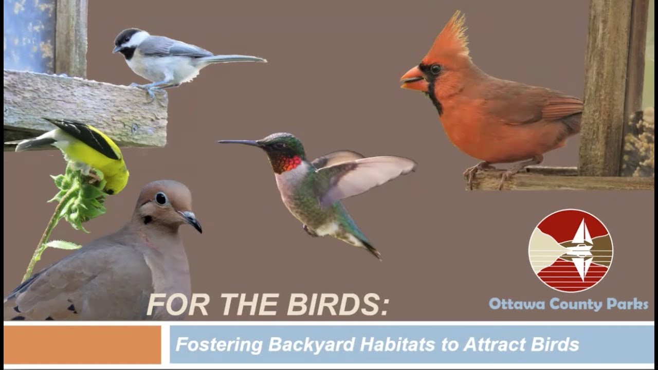 For the Birds: Fostering Backyard Habitats to Attract Birds
