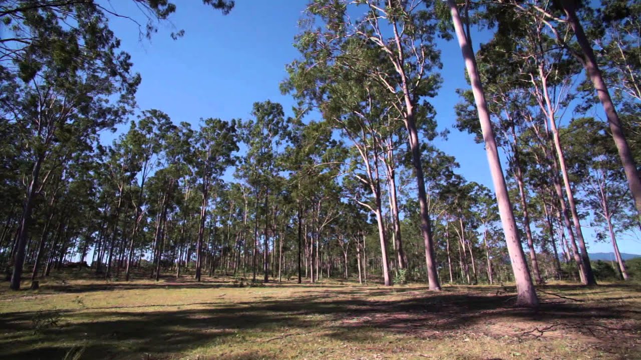 An Introduction to Native Forest Management by Private Forestry Service Queensland