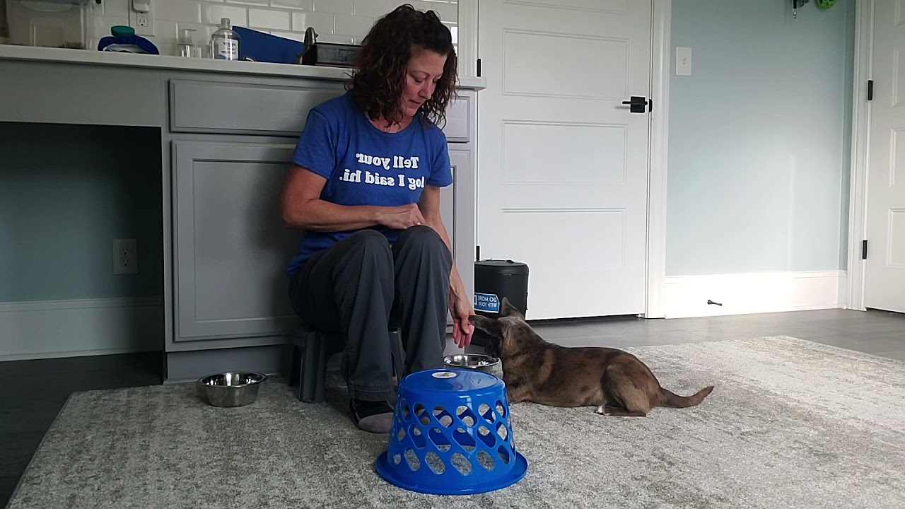 Nitro! Spark Team: Vito's Thinking Game Enrichment