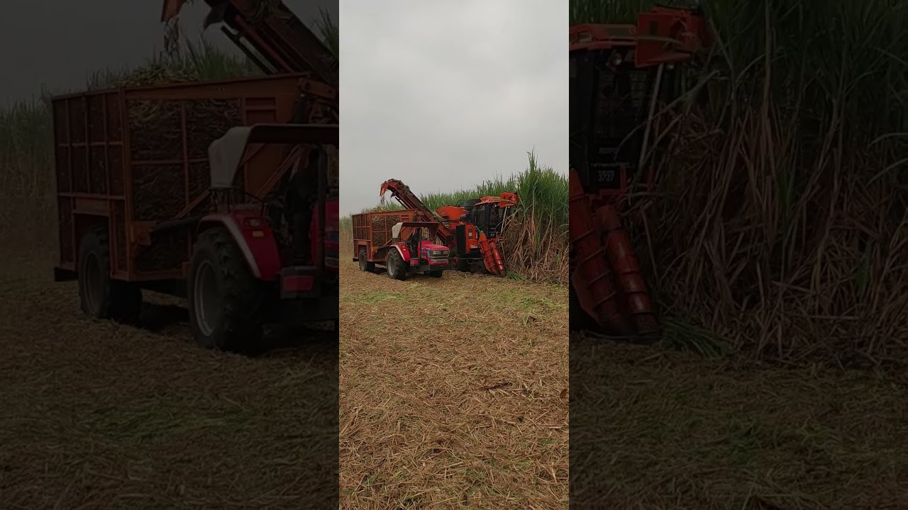 Shaktiman sugarcane harvester 2024 / 2025
