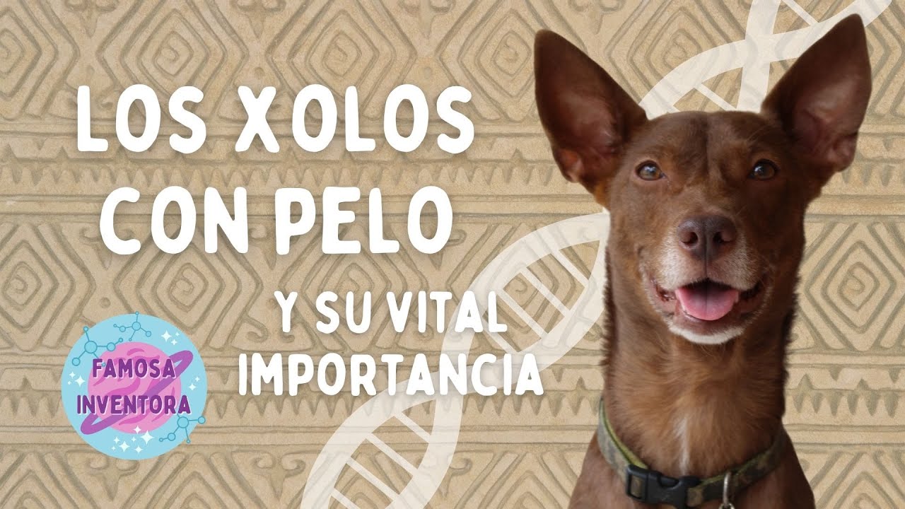 Los Xoloitzcuintles con pelo y su importancia genética