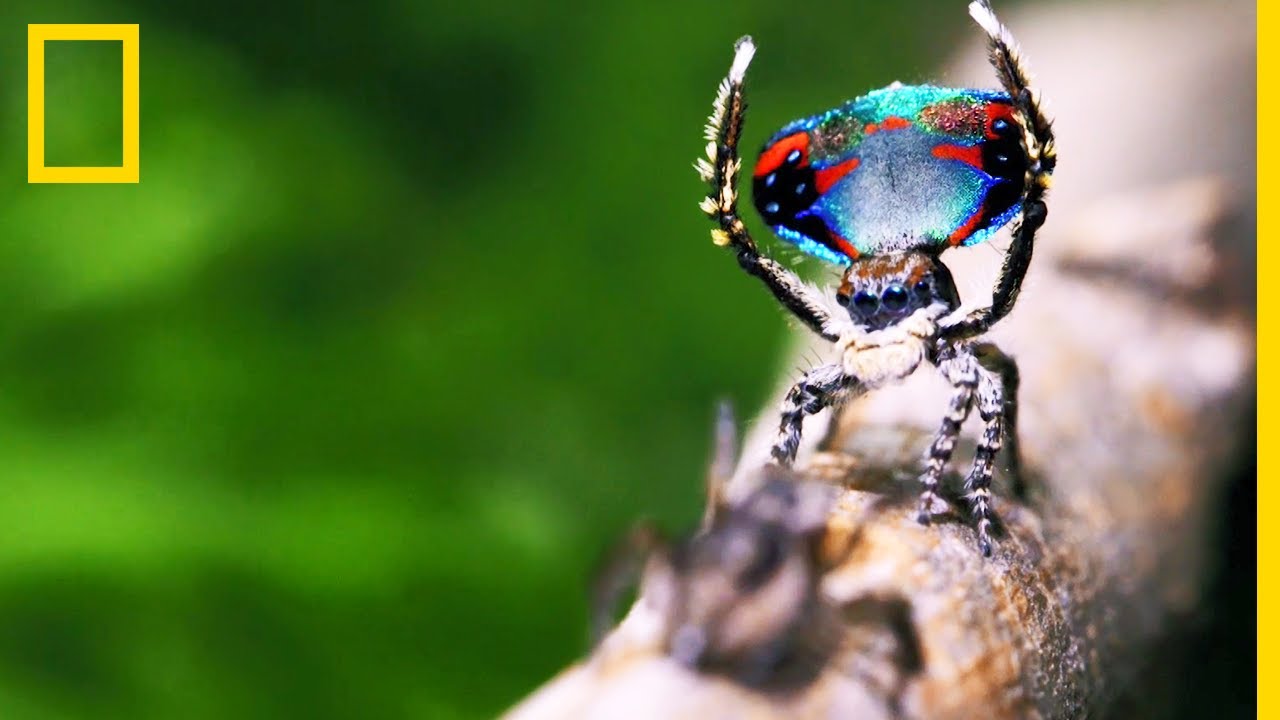 Numéro de séduction entre araignées sauteuses
