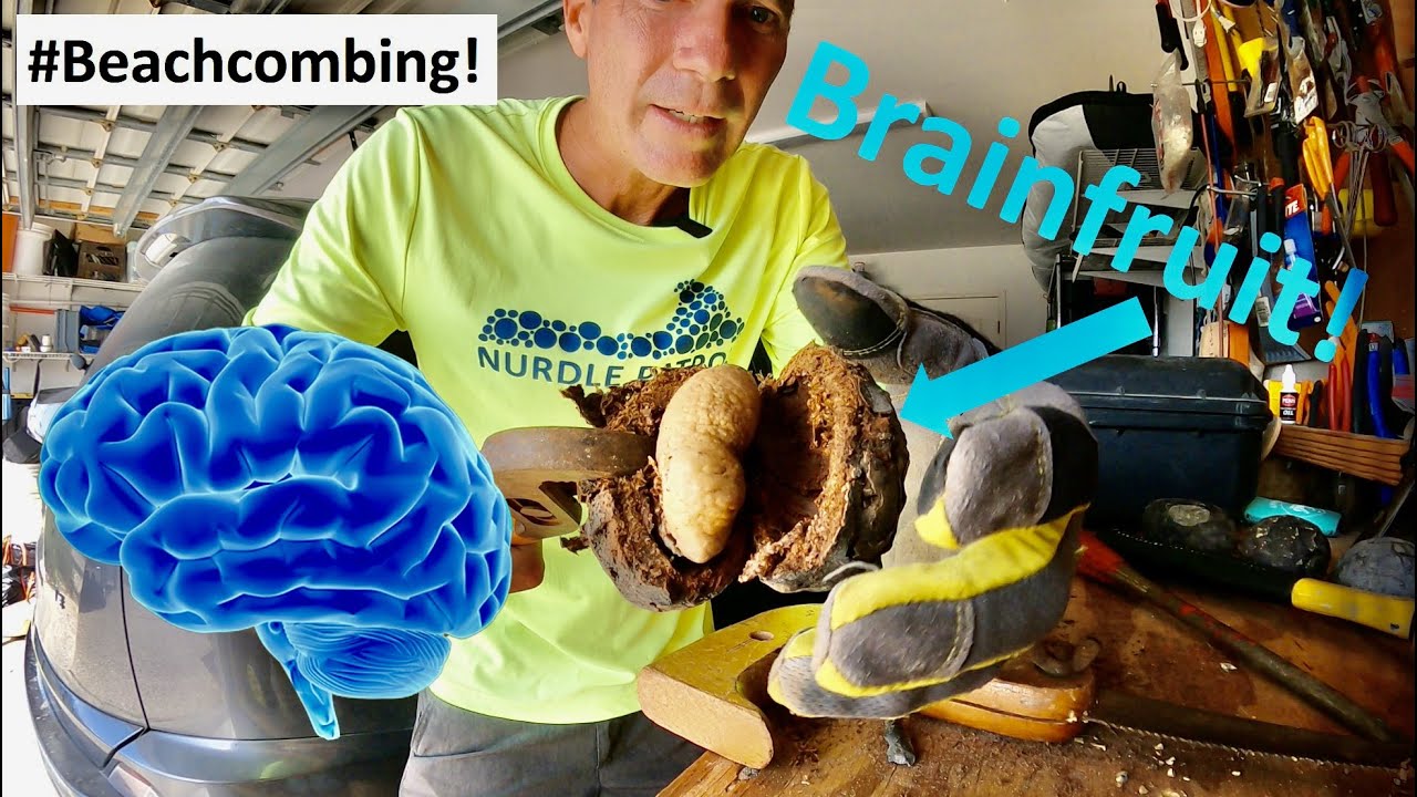 #Beachcombing - Brainfruit