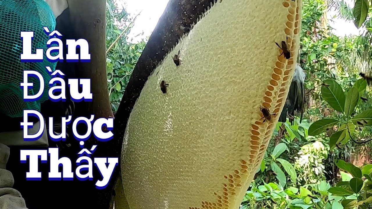 #283. Lần Đầu Tiên Chinh Phục Tổ Ong Có Bầu Mật Khủng Lồ. Giant Honey Gourd Beehive Everyone