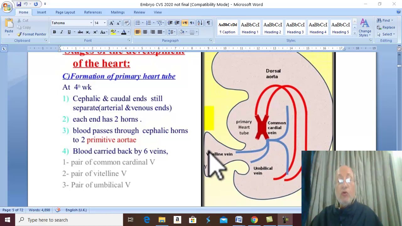 Development of CVS in English 2 ( Formation of primary heart chambers ) , by Dr.Wahdan