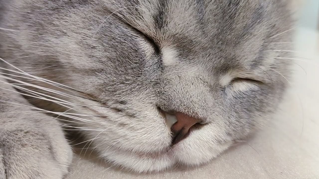 【LOVELY CATS DAILY 2023.11.9】Lofoo Shows You - Nose Allergies | CHUBBY MEOW SPACE | 老虎俾你睇 - 我有鼻敏感 😸😸