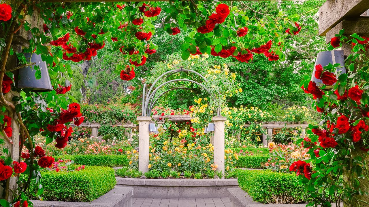 Summer Rose Garden 🌸🌷🌿 Beautiful & Relaxing Garden Tour