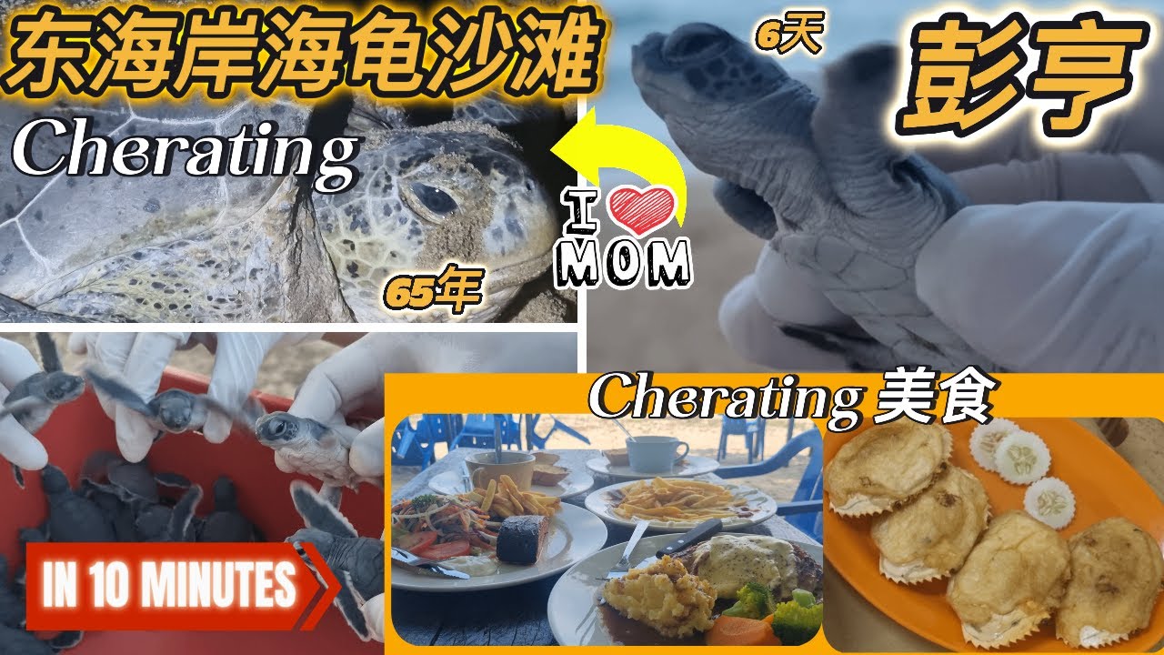 【5分钟走完】彭亨: 珍拉汀 (Cherating): 马来西亚海龟存活的故事 ！奋斗 ！