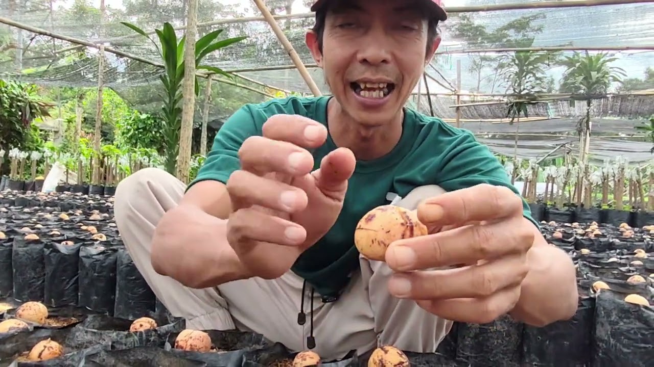 Semai Biji Alpukat Sesi 2 di Pembibitan Prabu Farm👍