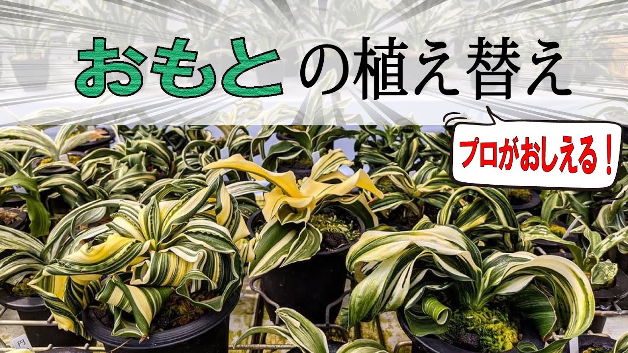 おもとの植え替え / 苔のせ方法