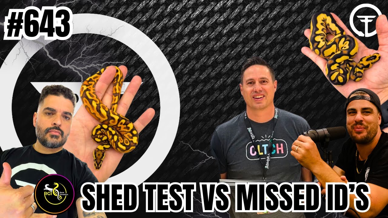 How You Can Save Time & Money With Ball Python Shed Testing