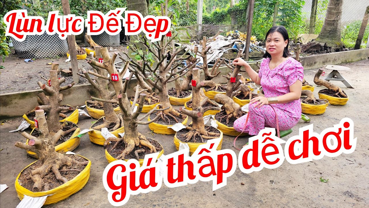 Thanh Tâm 📲 0868433941 phôi mai giảo Thủ Đức đế đẹp giá rẻ 28/9 (MaivàngQuêdừa)
