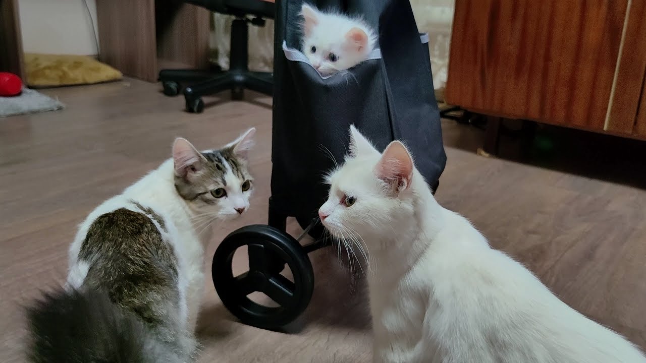 Мама-кошка, старшие котята, собака Макс просят котенка Микки вылезти из кармана сумки.