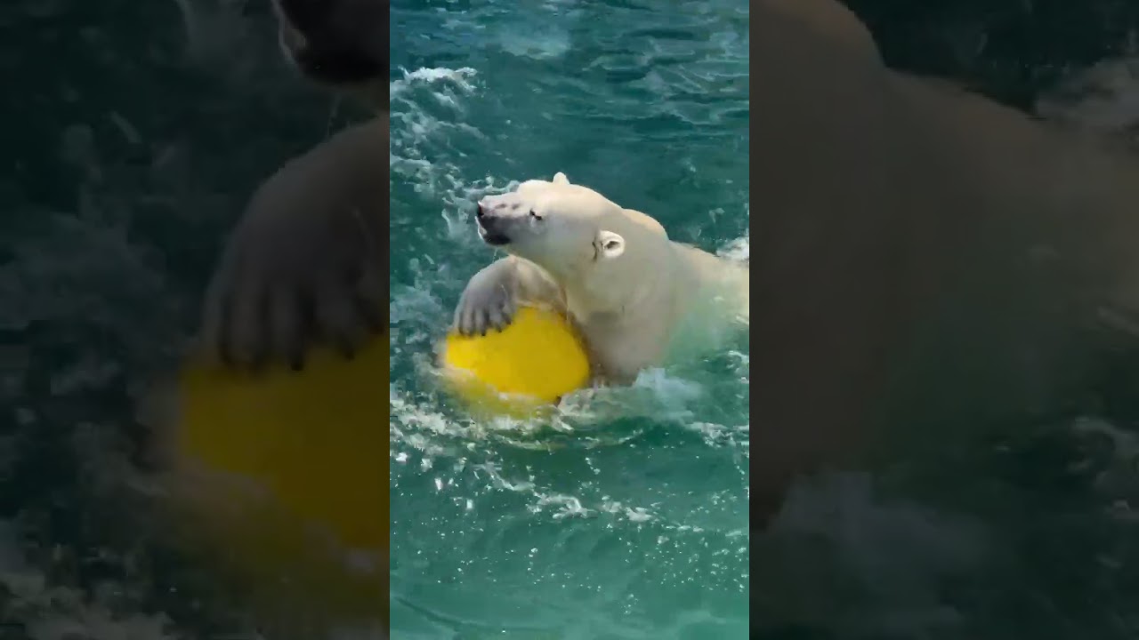 🐻&zwj;❄️ Алмаз нашел свое солнышко!
