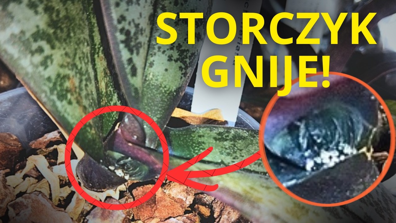 Jak uratować gnijącego storczyka 😱 spos&oacute;b krok po kroku ✂️ Regeneracja - storczyk bez korzeni