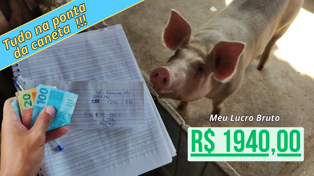 Mostrei meus lucros na suinocultura, revelei tudo na pratica #suinocultura #suino