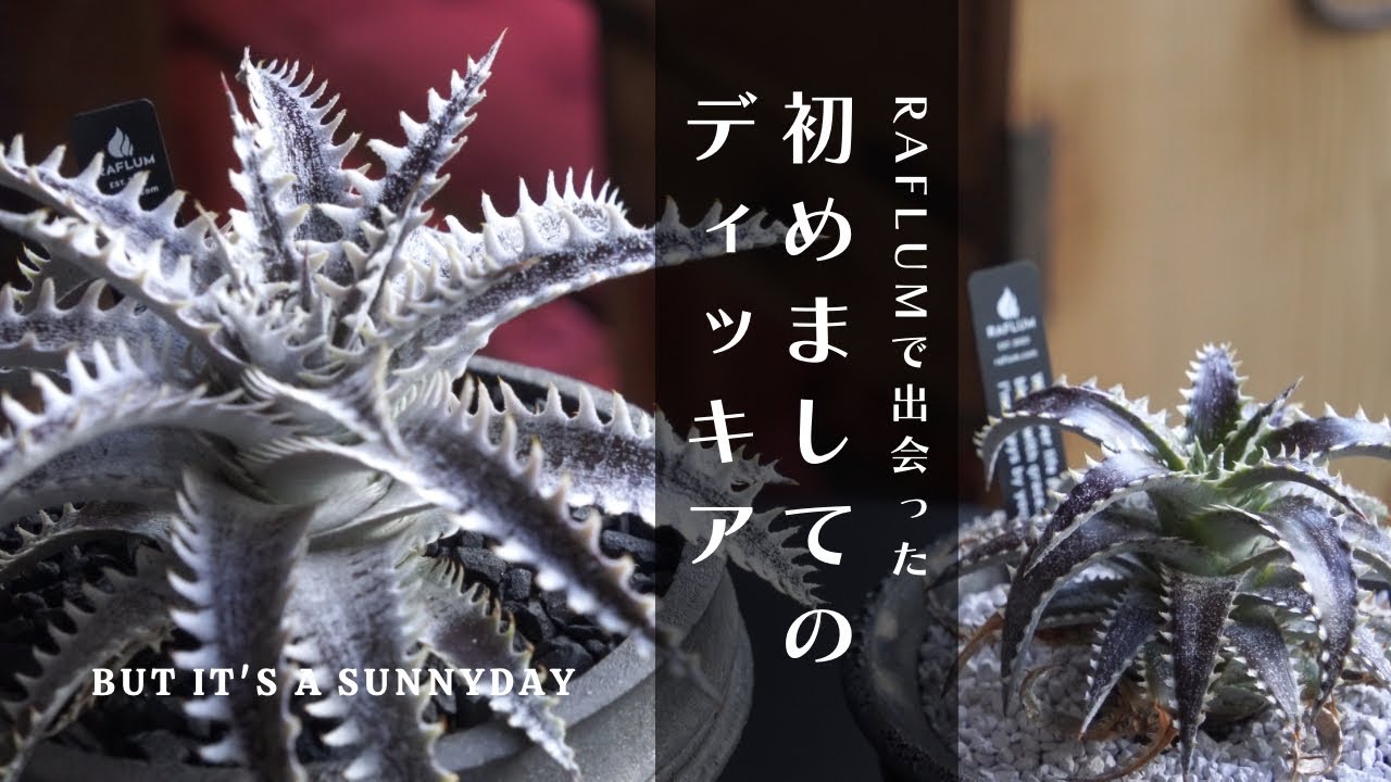 【RAFLUM in阪急メンズ2024の購入品紹介】ディッキアをカタチ製作所と小野瀬一の作家鉢に植えたらカッコ良すぎた