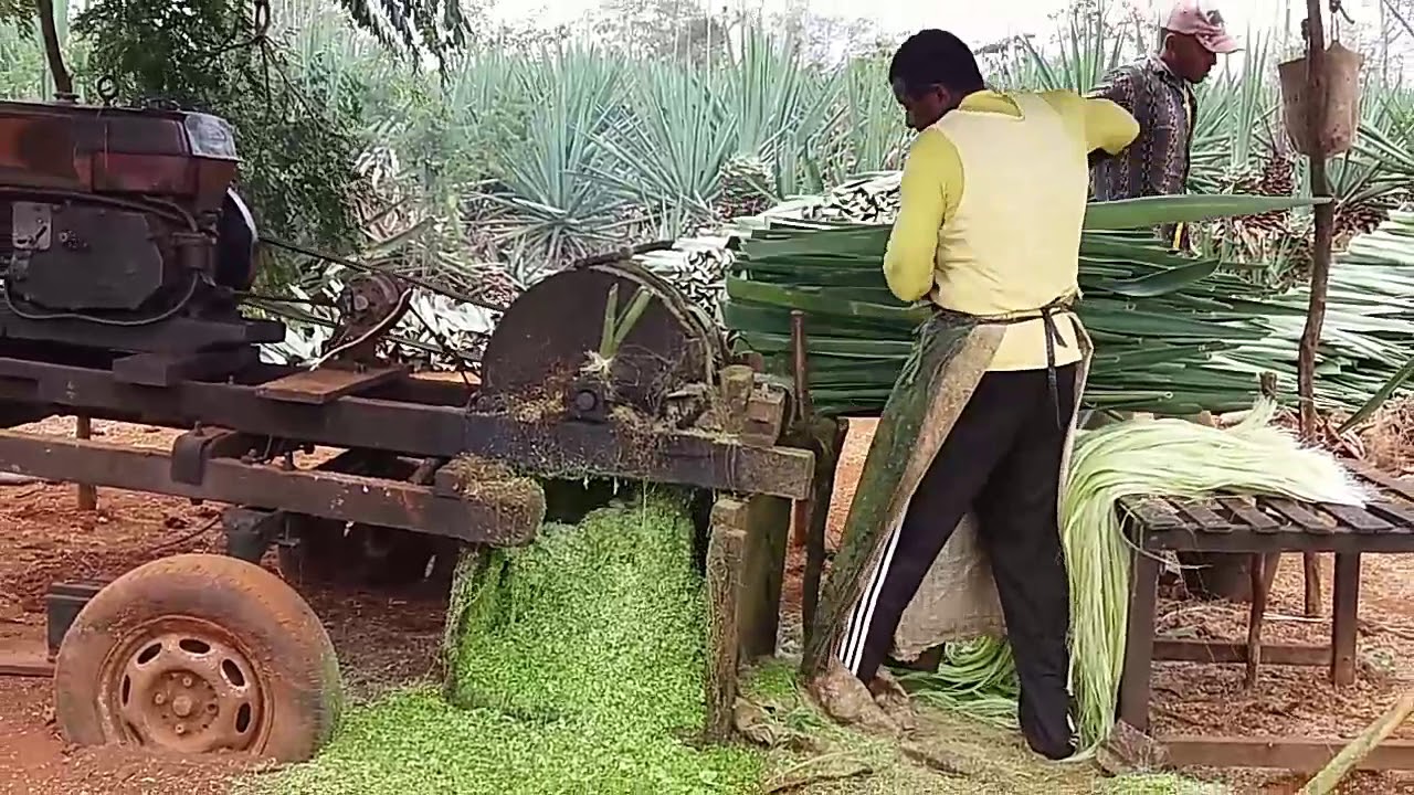 MOTOR DE SISAL ,  nordeste(serra branca , santa luz , BA. #nandynholife