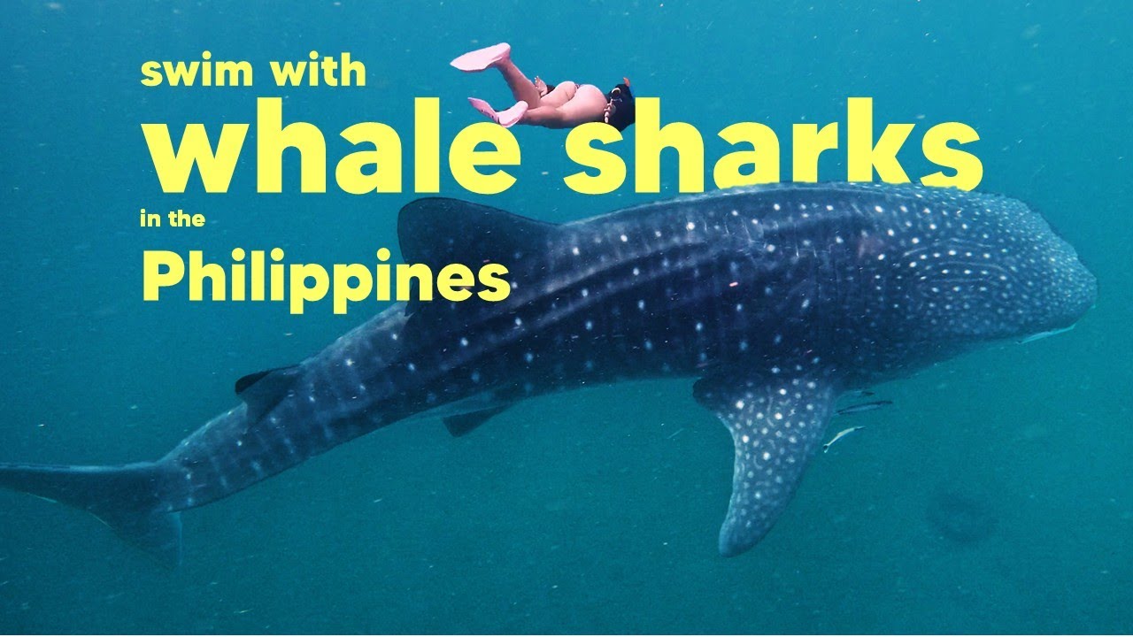 How to Swim with Whale Sharks in the Philippines &mdash; The Ethical Way 🐋💙  #philippines  #whaleshark