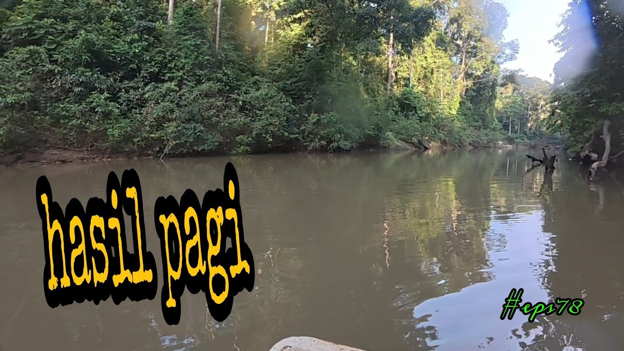 Tahan jaring ikan dan tajur baung / hasil pagi ada gaji (#eps78)