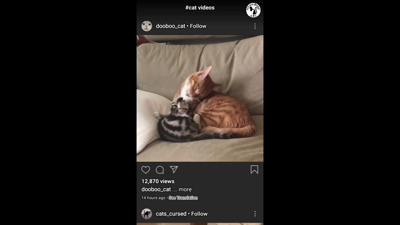 Instagram cats _ cats Instagram compilation 2020.