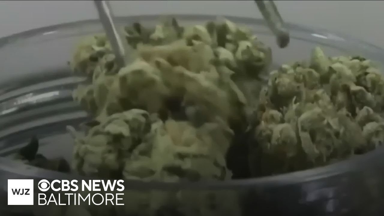 Maryland cannabis industry leaders celebrate reclassification of marijuana to Schedule III
