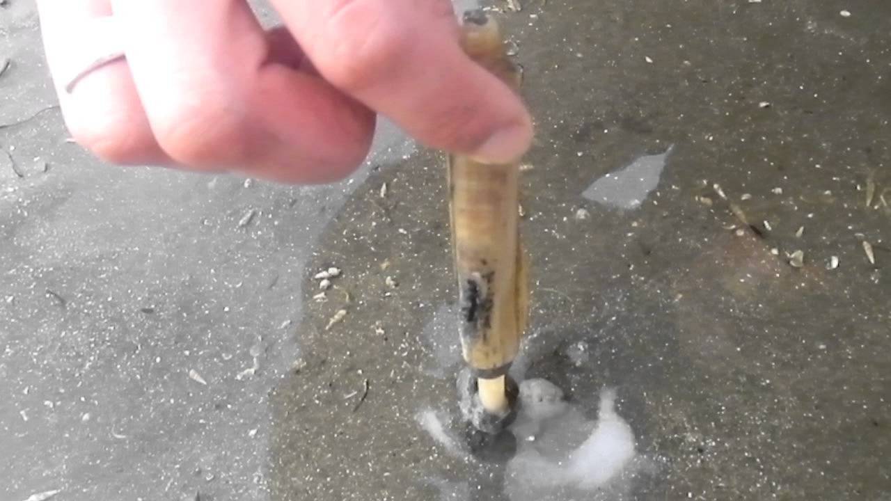 Catching Razor Clams