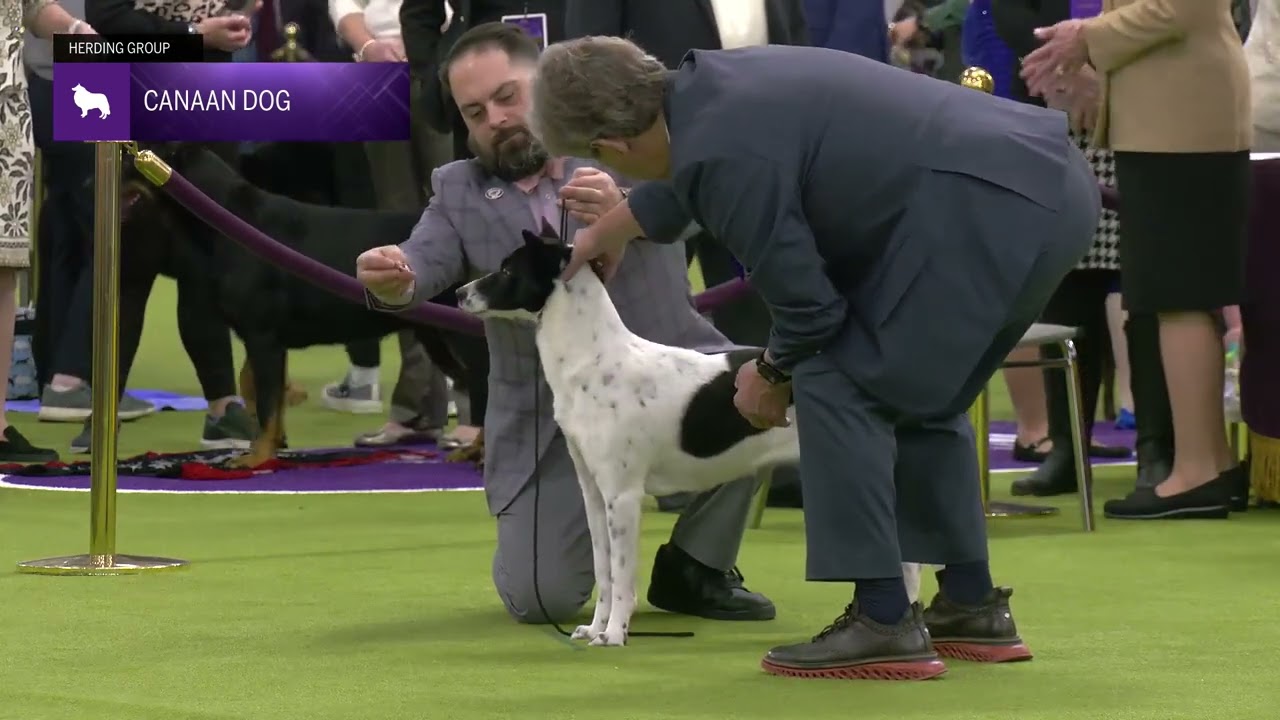 Canaan Dogs | Breed Judging 2025