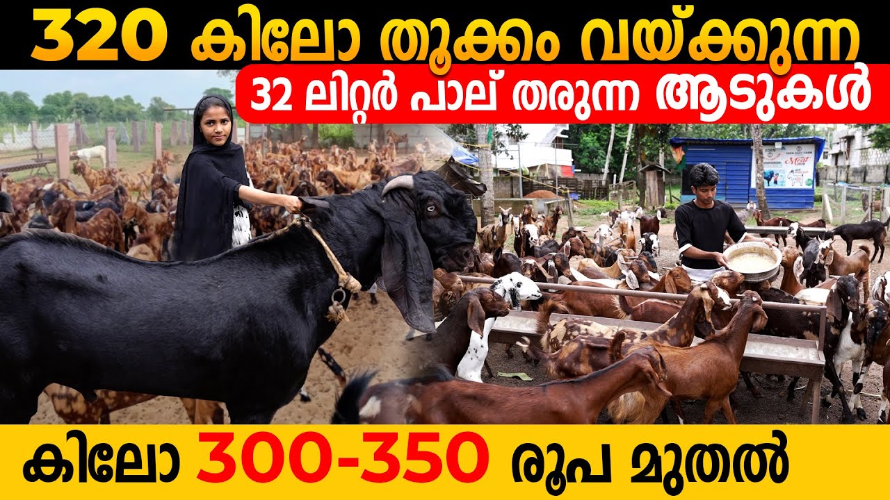 ജീവനുള്ള സ്വർണം|profitable goat farming|Punjab Betel Goat