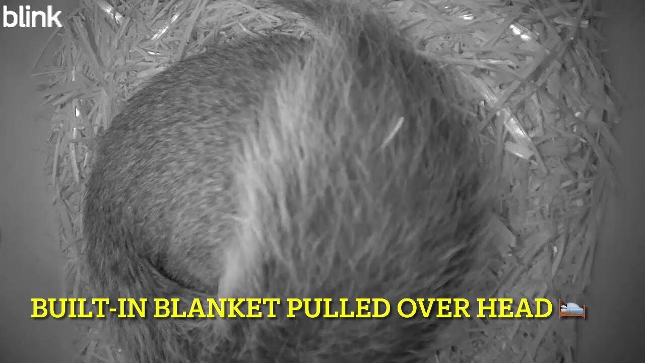 Squirrel’s Valentine’s Day Nighty Night