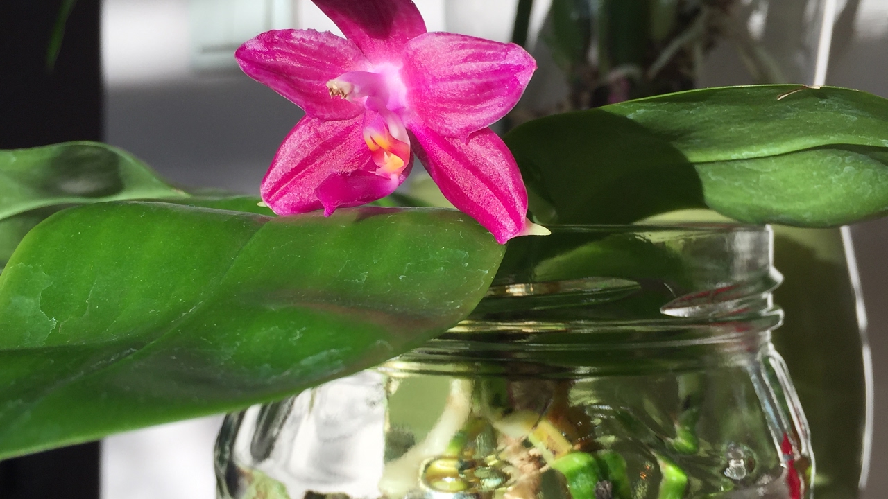 Phalaenopsis / Zygopetalum / in Wasserkultur / орхидея / Orchid / in full water culture