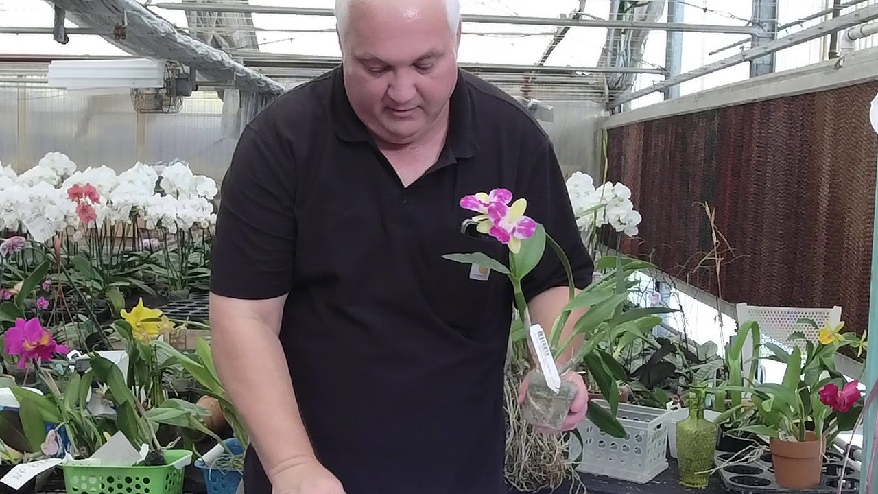 Norman Fang Live!  Episode 29 Standard cattleya orchids