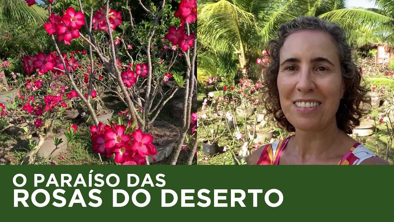 ESPECIAL ROSA DO DESERTO - DICAS VALIOSAS DE CULTIVO | Nô Figueiredo