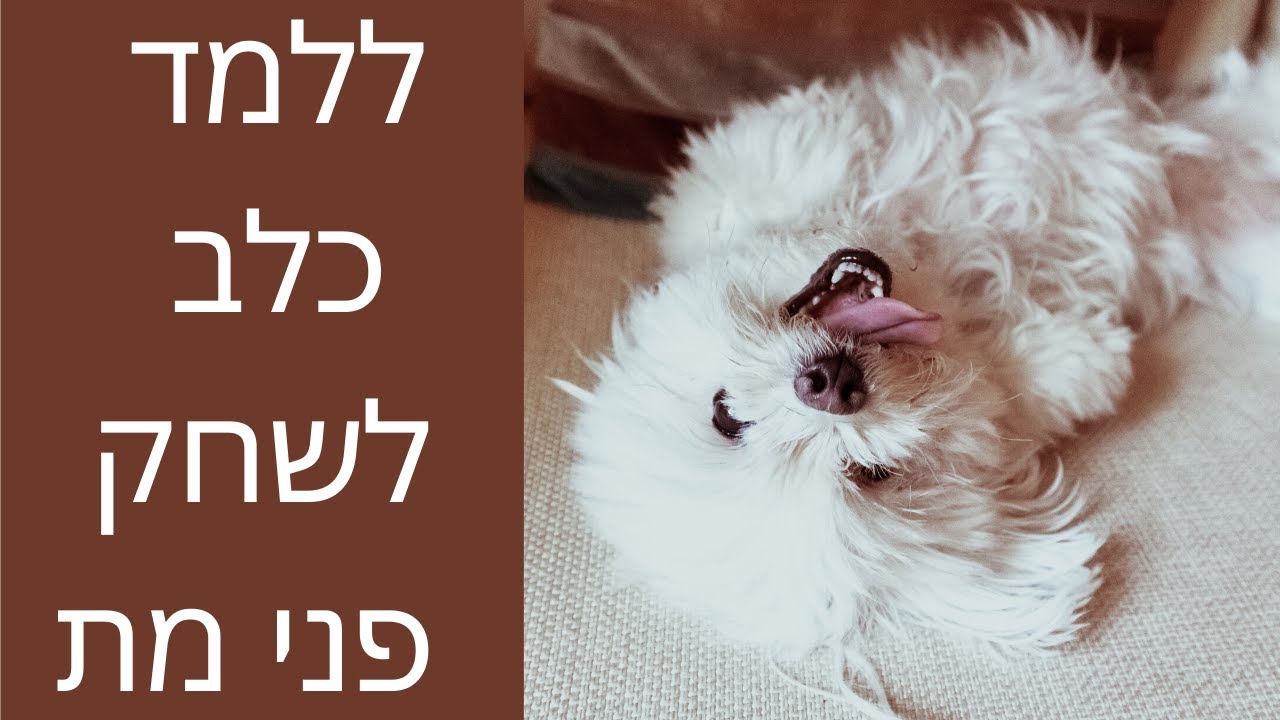 ללמד כלב לשחק פני מת | ללמד כלב מת | אילוף כלבים | טריקים עם כלבים | טל שלוש מאלף כלבים בכיר