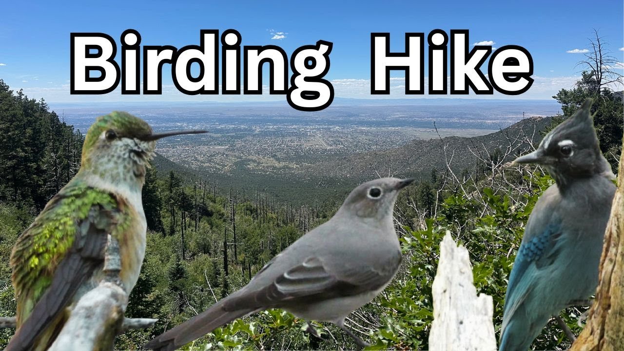 Epic birding hike up to the Sandia Crest