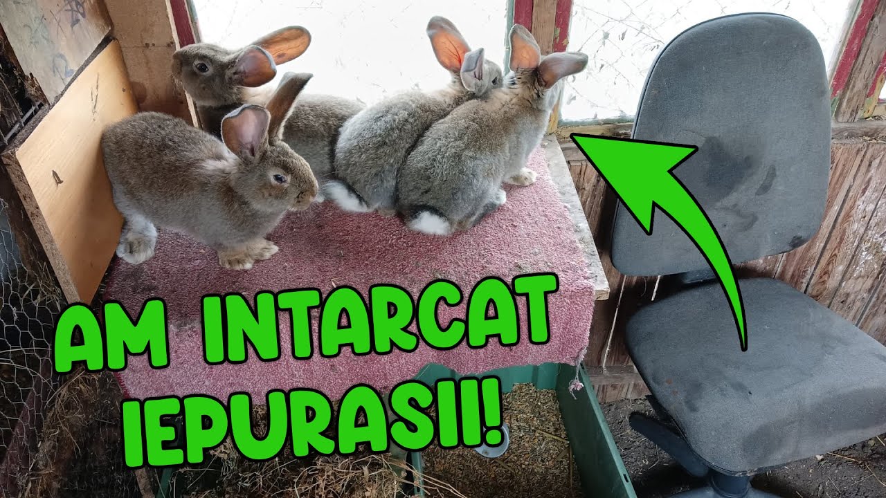 A venit primavara! Am intarcat iepurasii de Urias German si Berbec German ! @CiprianGabriel18