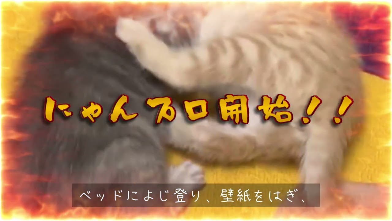 兄妹猫との生活が始まった日　#猫　#兄妹猫　#catshorts　#にゃんプロ