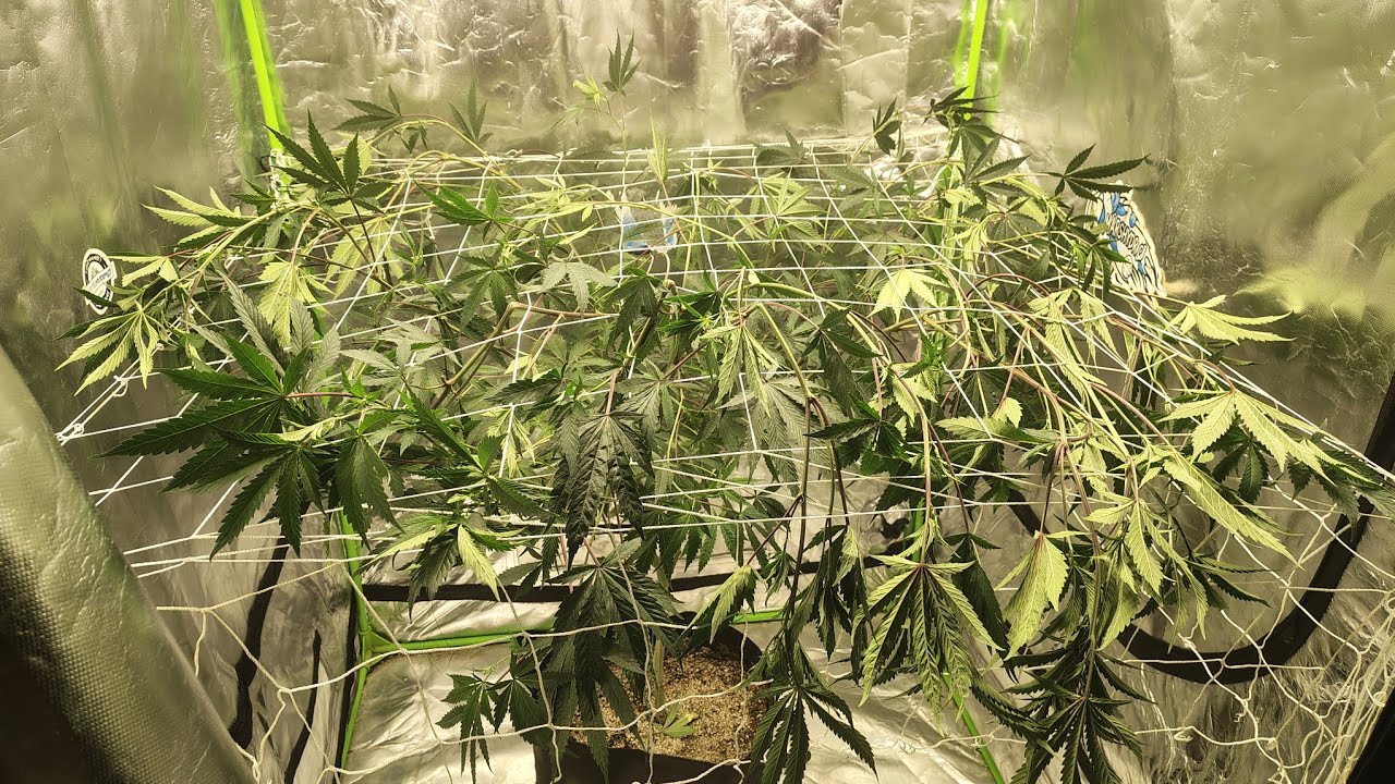 Seed to harvest🥶💨⛽ and one plant run let do this