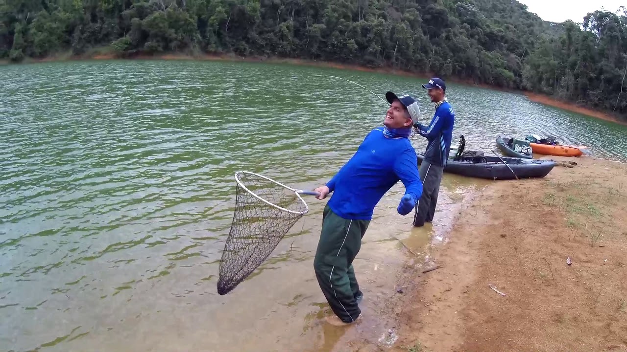 CARPA CAPIM GIGANTE CAPTURADA USANDO UMA ARAÇÁ DE ISCA!