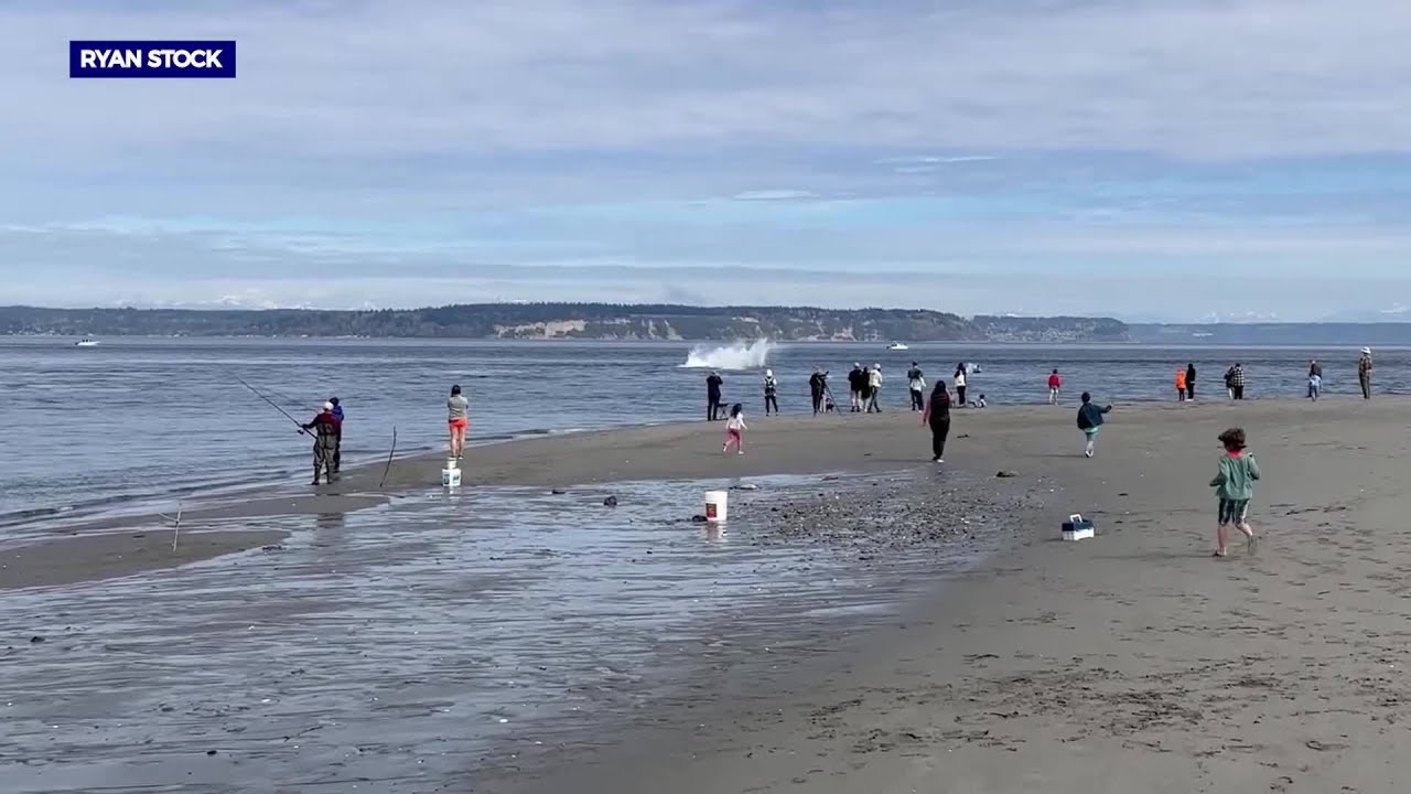 Up-close killer whale sighting in the Puget Sound