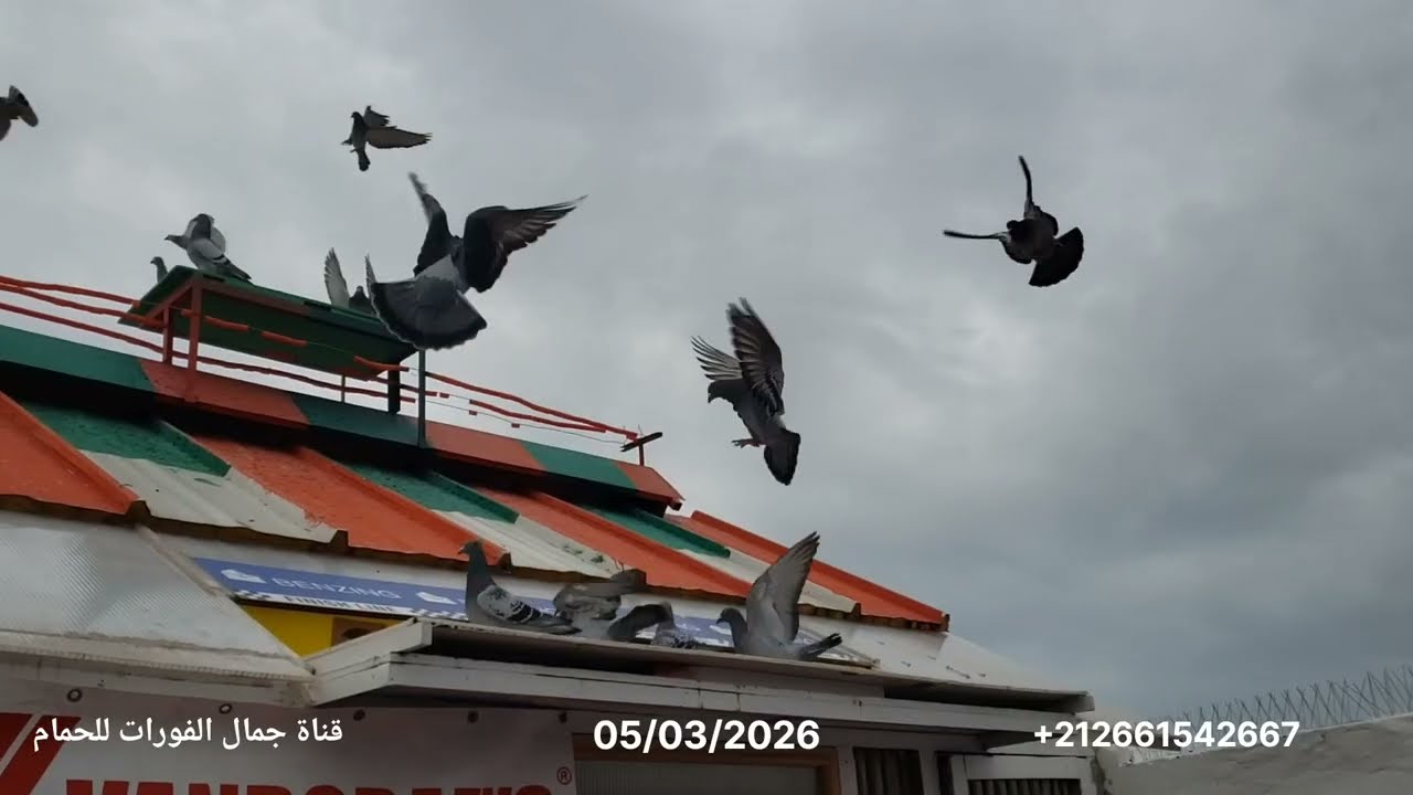 الولاعة تتزيان ولله الحمد مارايكم؟؟؟ وشكرا على مروركم الطيب وتعليقاتكم المفيدة 