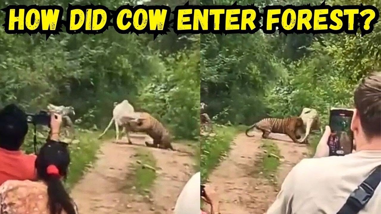 Tiger Kills Cow in Ranthambore Zone 10 | We went on Jungle Safari to find out