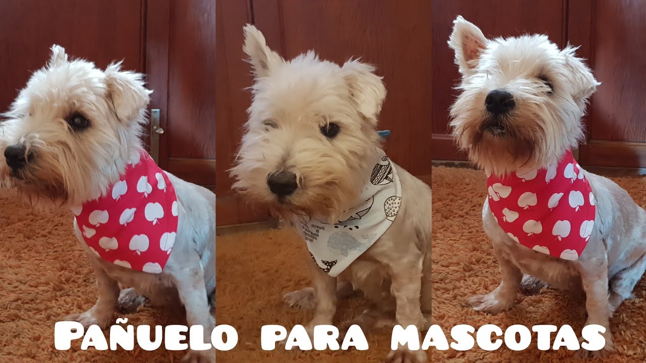 Pañuelo para mascotas