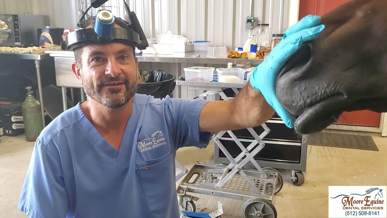 EOTRH Diagnosis And Treatment (Equine Odontoclastic Tooth Resorption and Hypercementosis)
