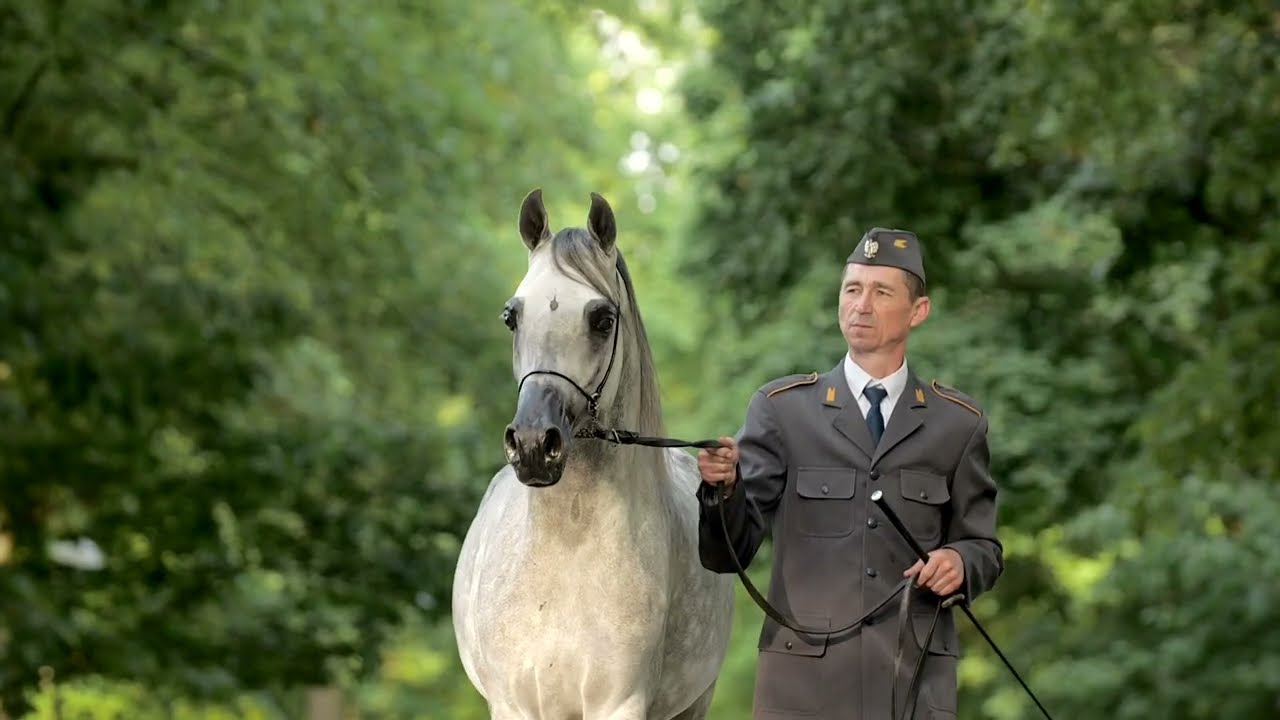 ⚜️ PATHOS ⚜️ (EKS Alihandro x Palmeta / Ecaho), 2022 SUMMER SALE